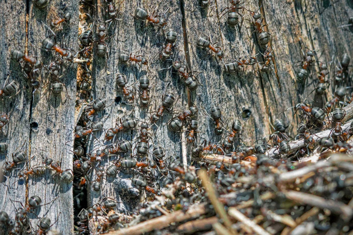 From Wood to Wonders 120 Jahre Hasslacher