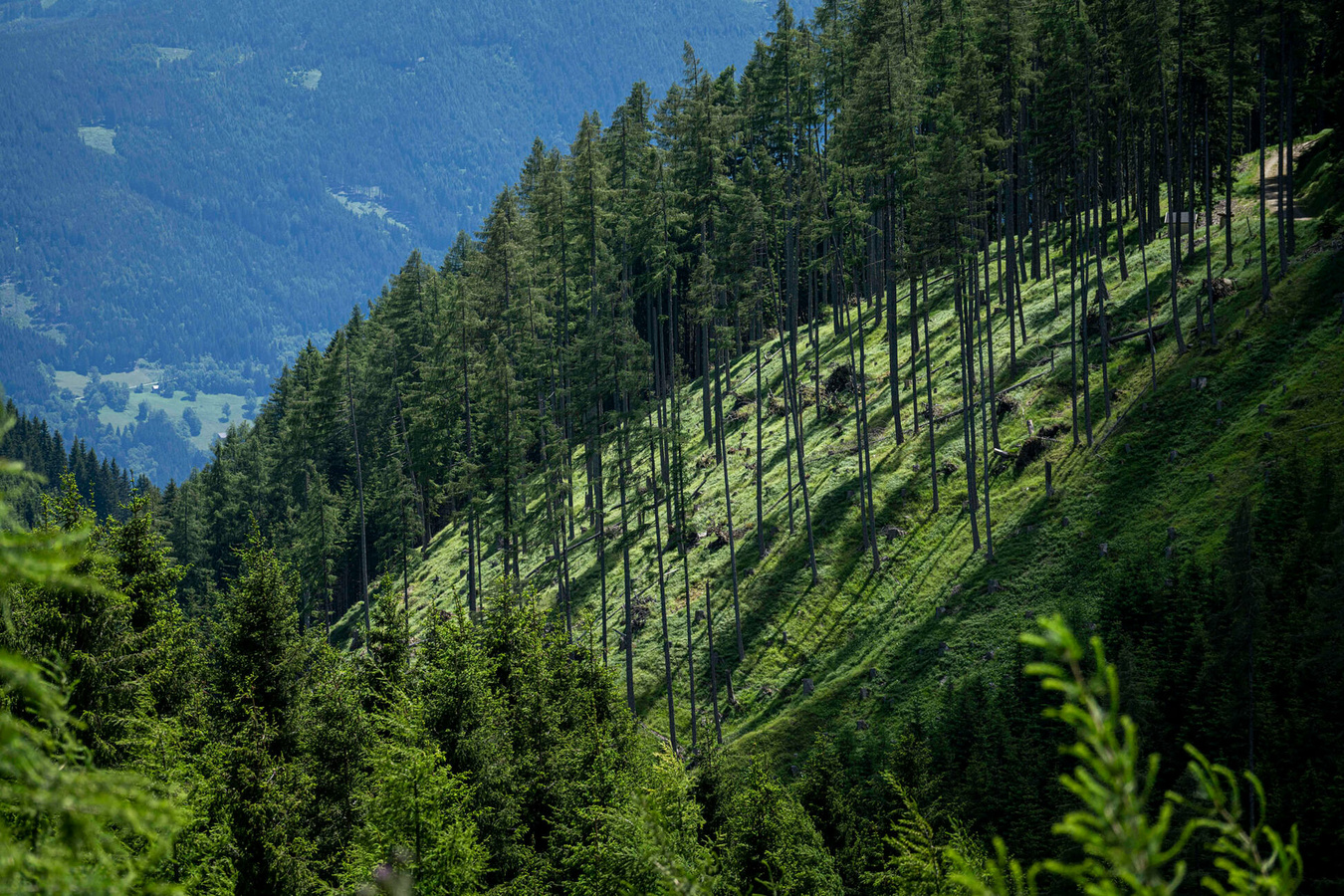 From Wood to Wonders 120 Jahre Hasslacher