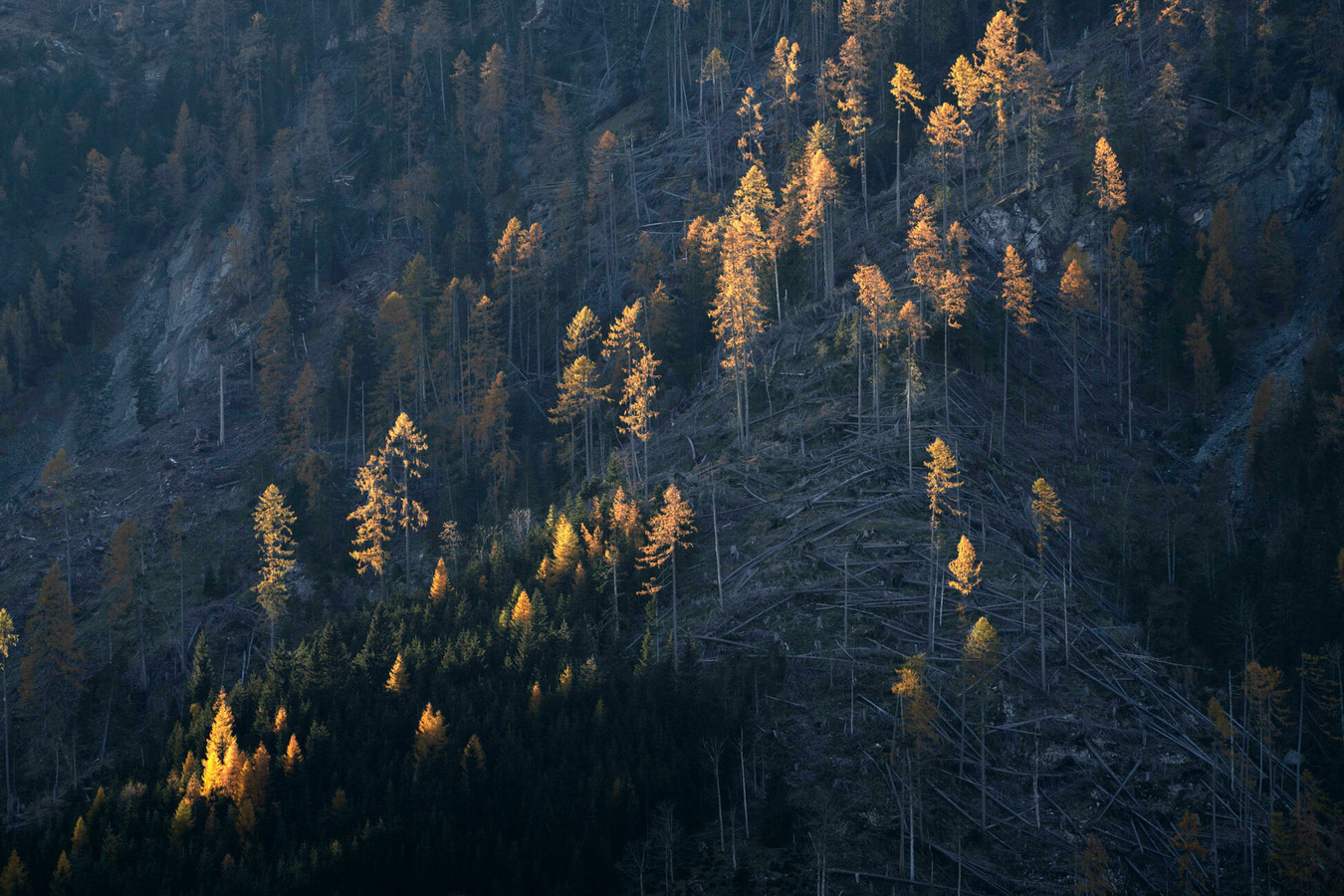 From Wood to Wonders 120 Jahre Hasslacher