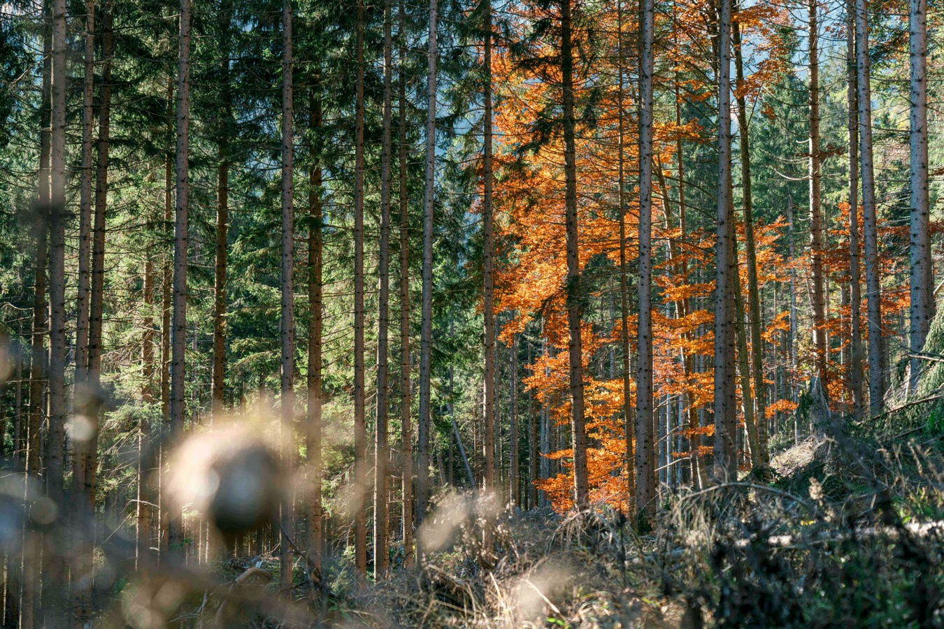 From Wood to Wonders 120 Jahre Hasslacher