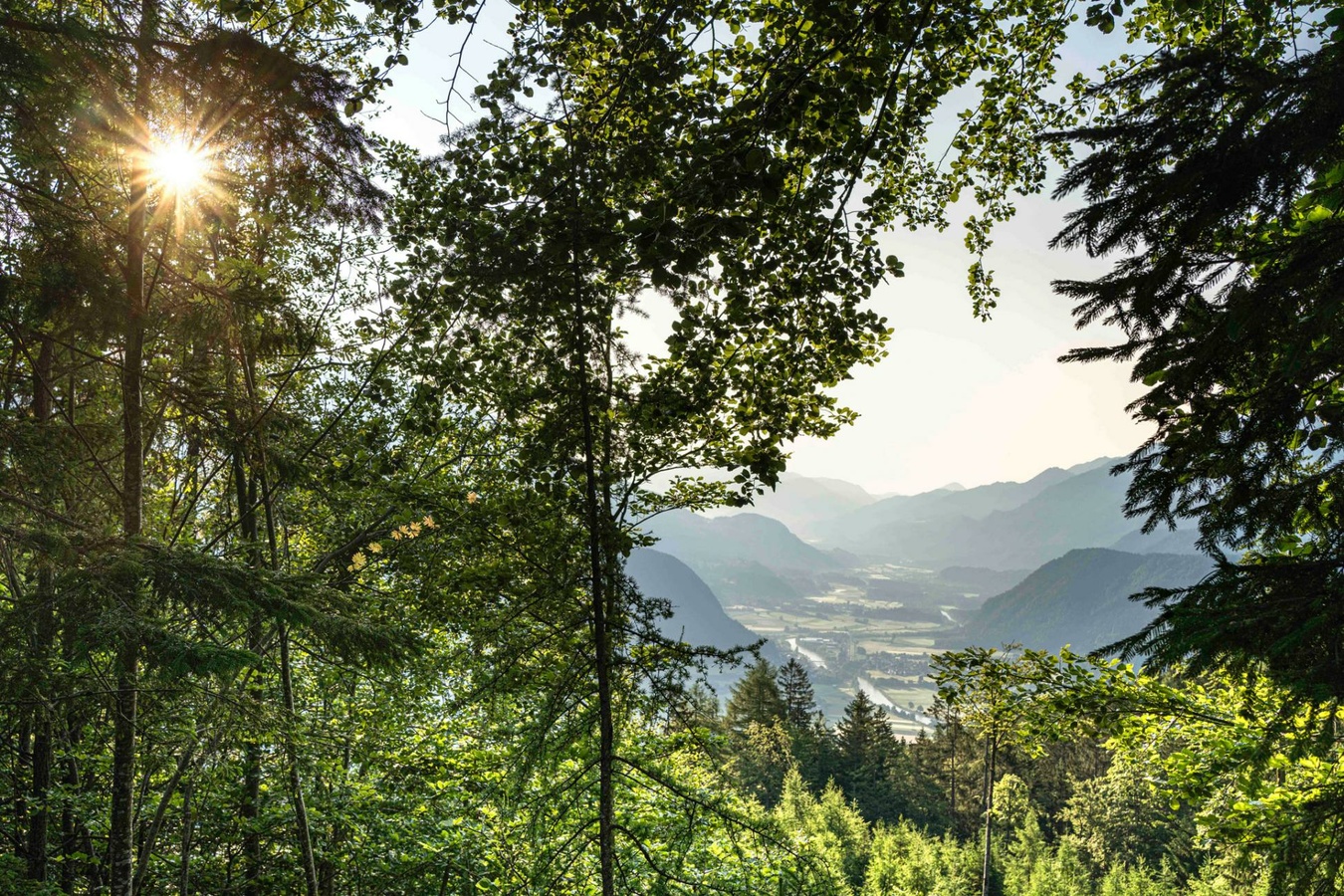 From Wood to Wonders 120 Jahre Hasslacher